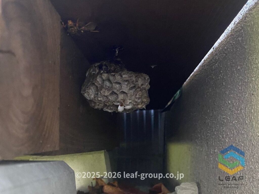 ウッドデッキ下 古い蜂の巣 アシナガバチ