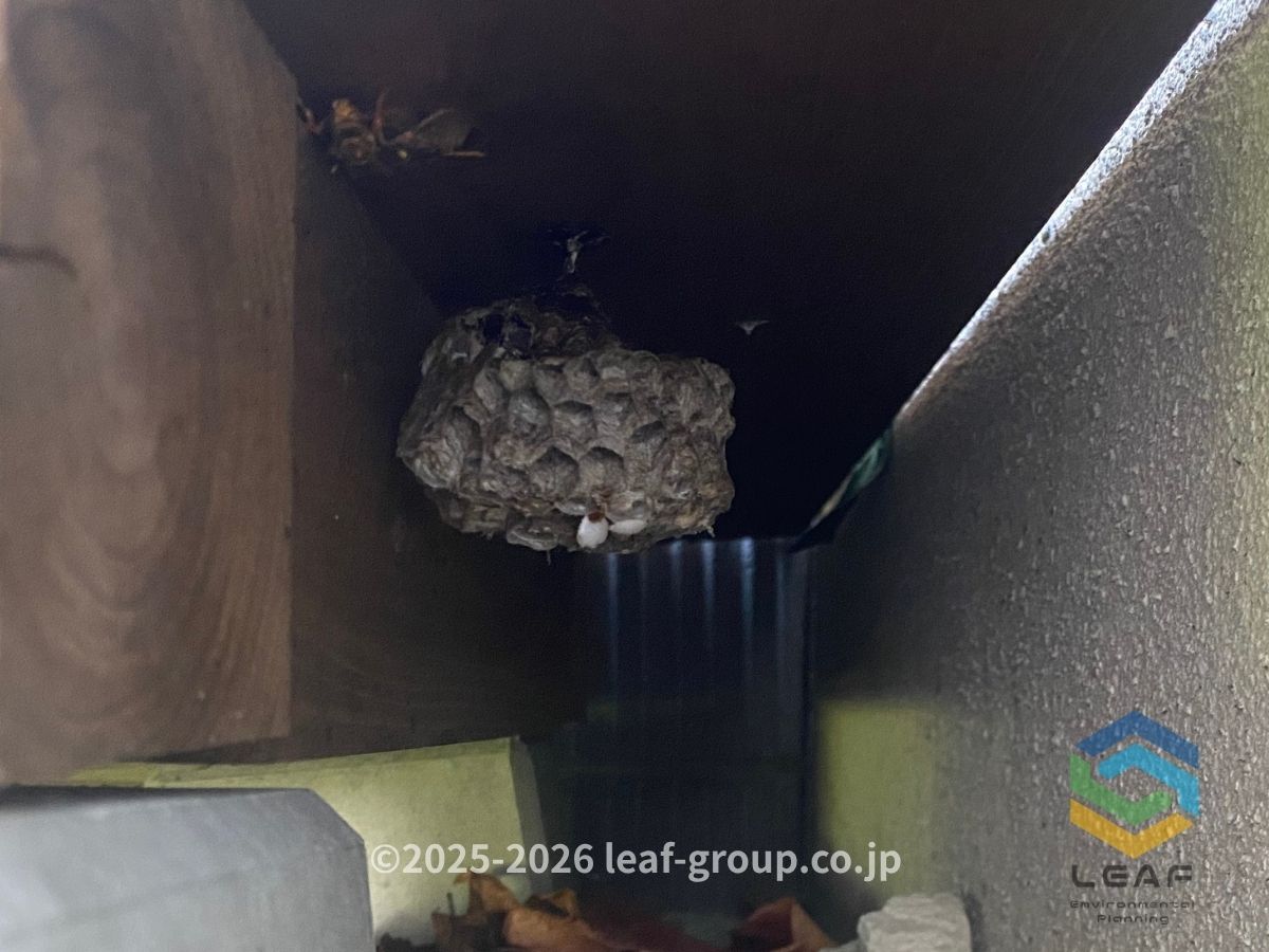 神戸市垂水区塩屋町｜ウッドデッキ下のアシナガバチの巣　ビフォー