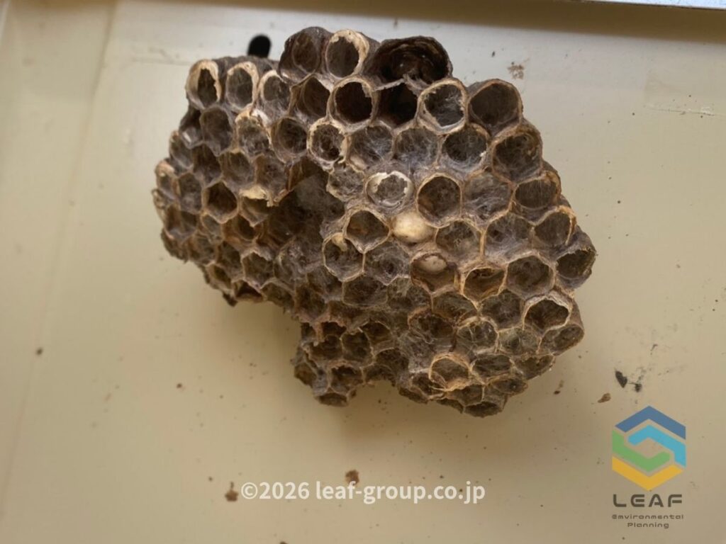 給湯器 パネル裏 蜂の巣 拡大