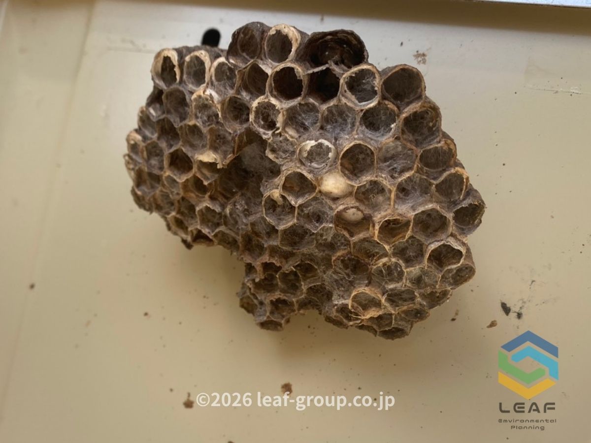 加古川市加古川町南備後｜給湯器内から出てきたアシナガバチの巣　アフター