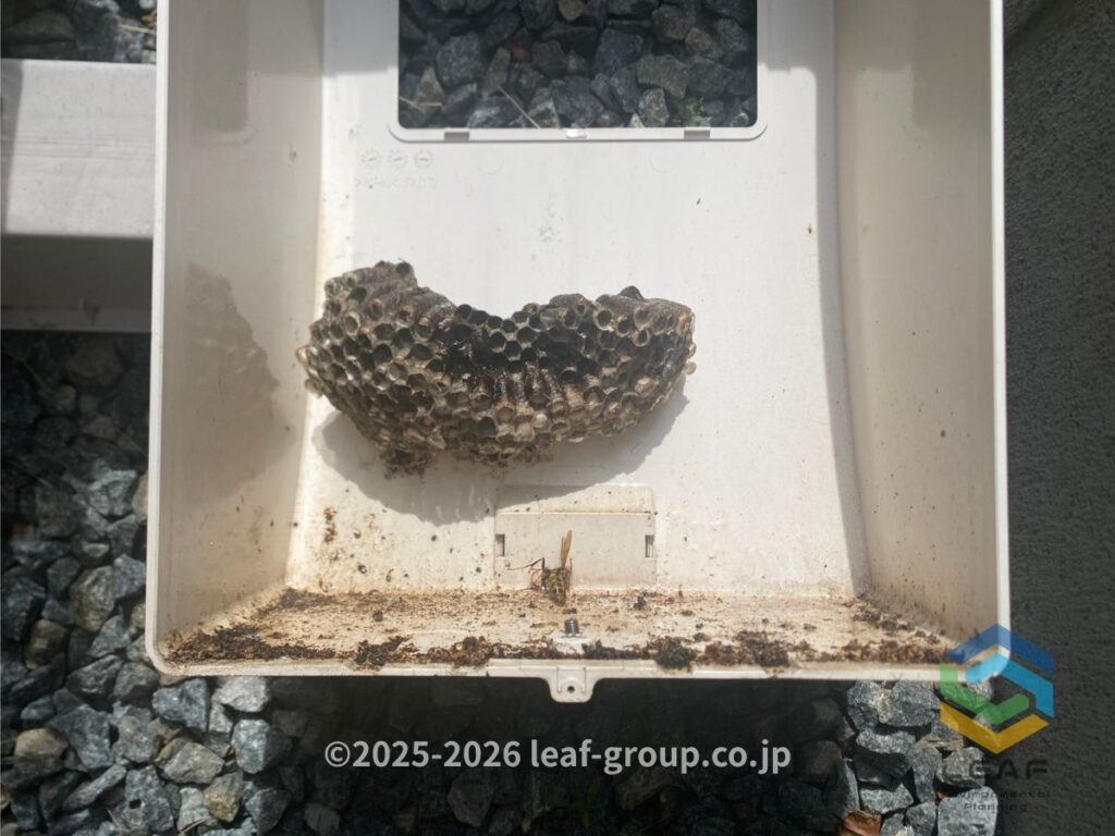 カバー裏 蜂の巣