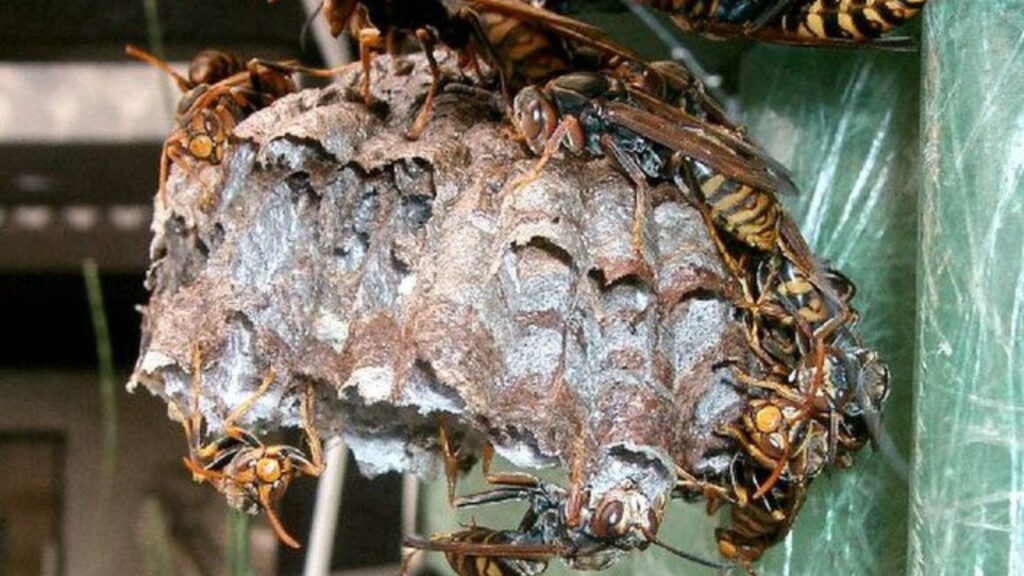 セグロアシナガバチの巣（開放型）