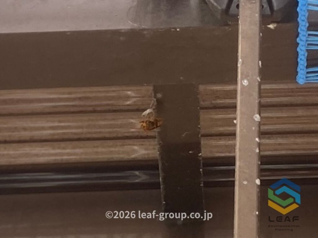 アシナガバチ 初期巣 女王バチ