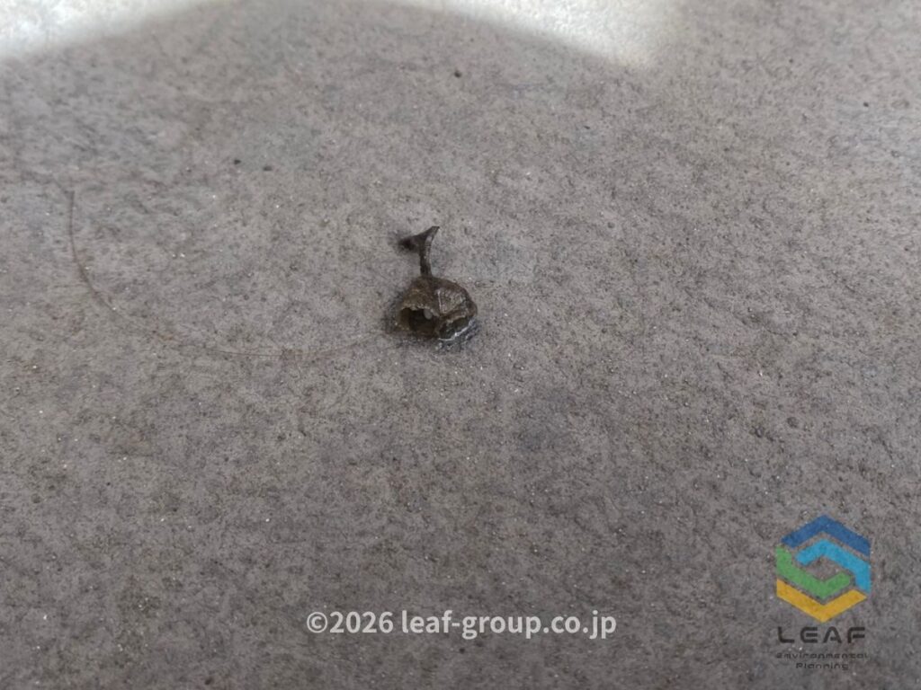 撤去したアシナガバチの巣