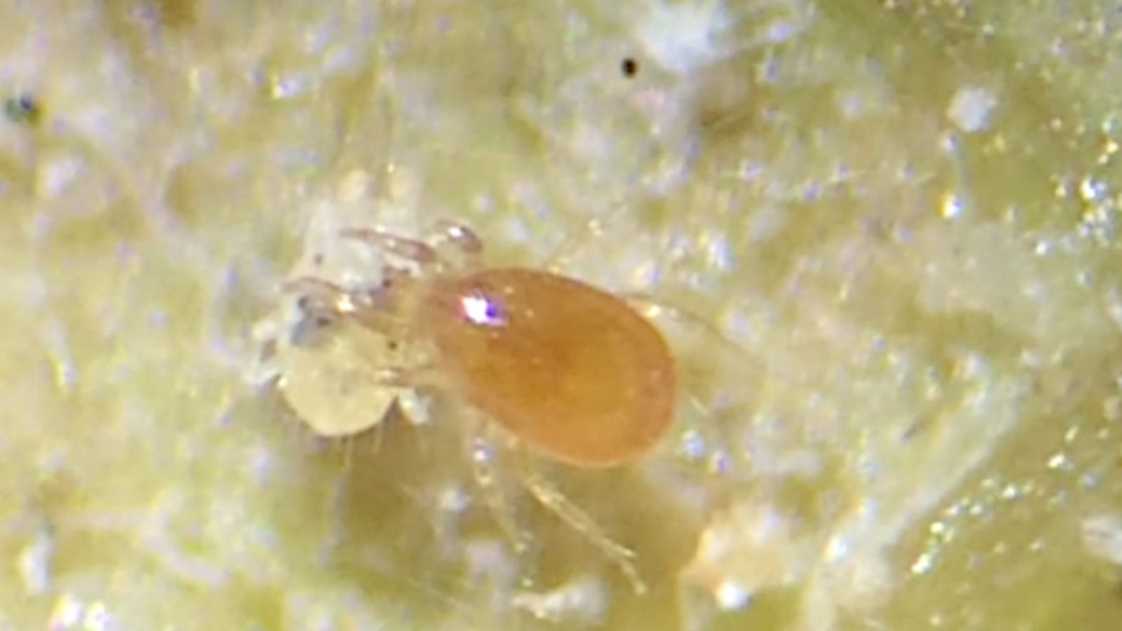 ツメダニ 刺される ダニ 被害