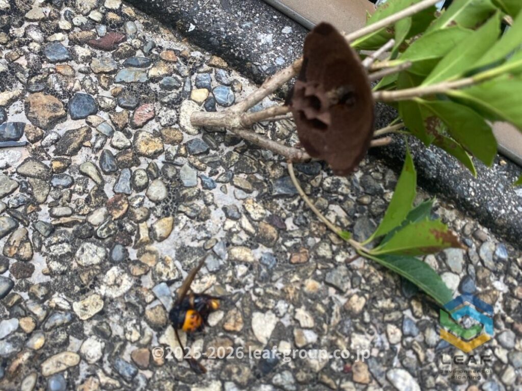 コガタスズメバチ 女王 巣