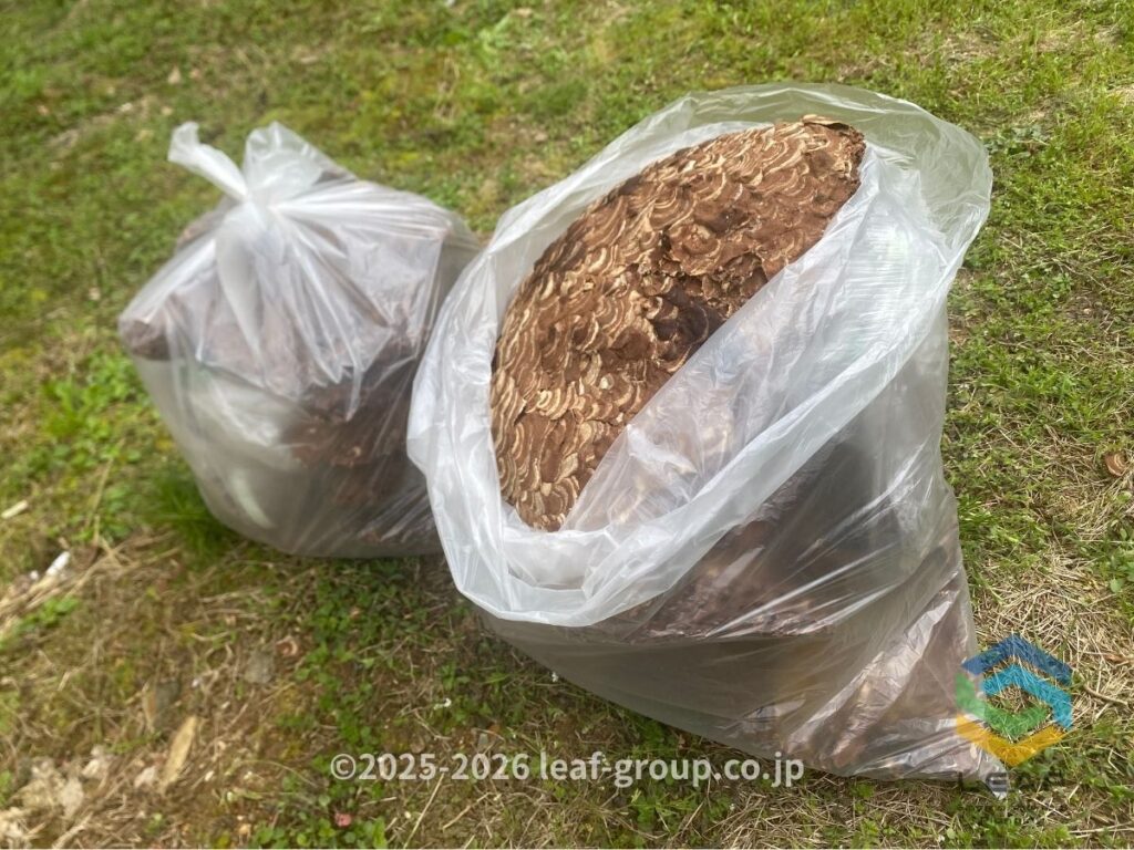 巨大蜂の巣 撤去後