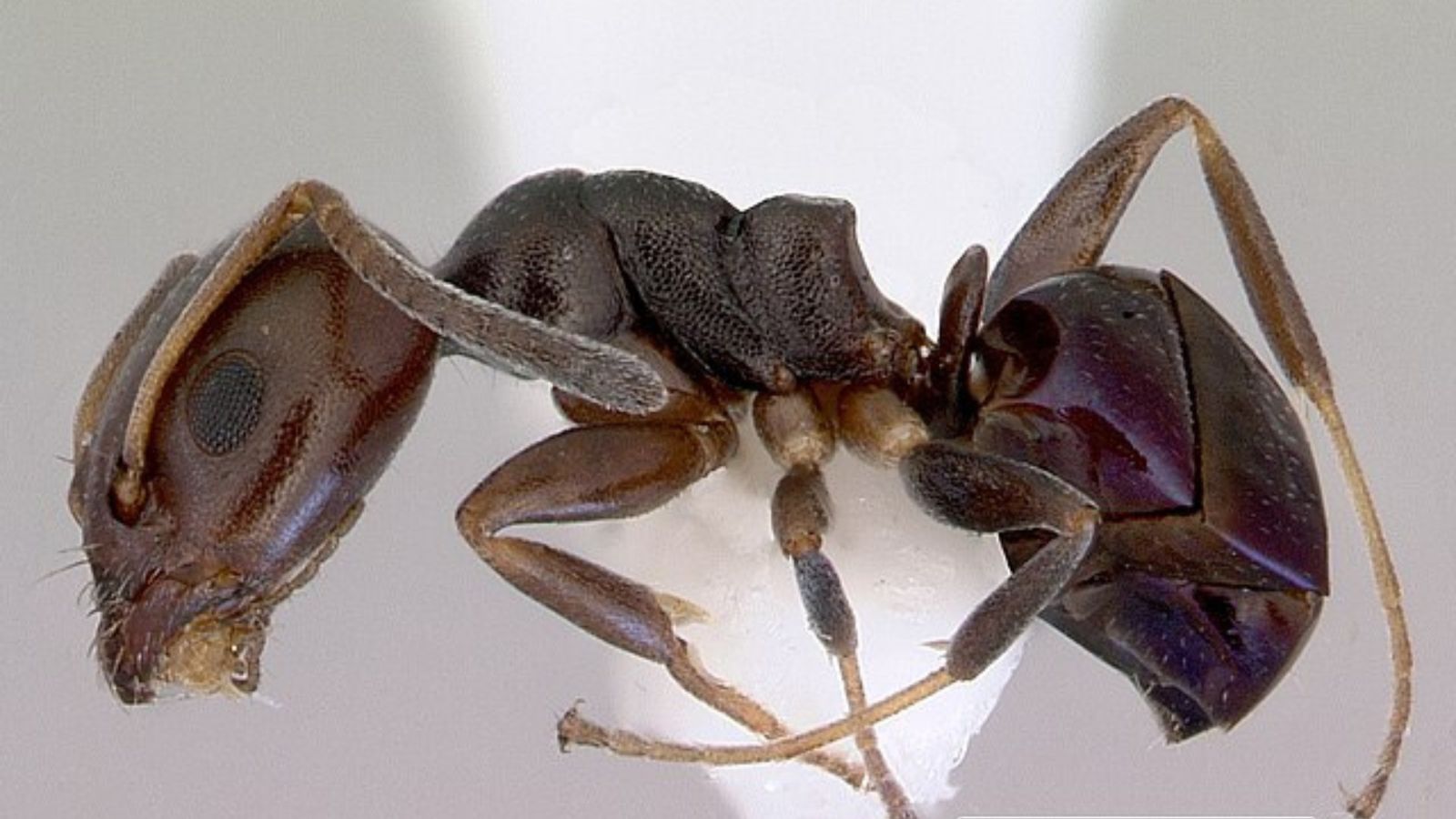 ルリアリ 黒色 光沢 アリ