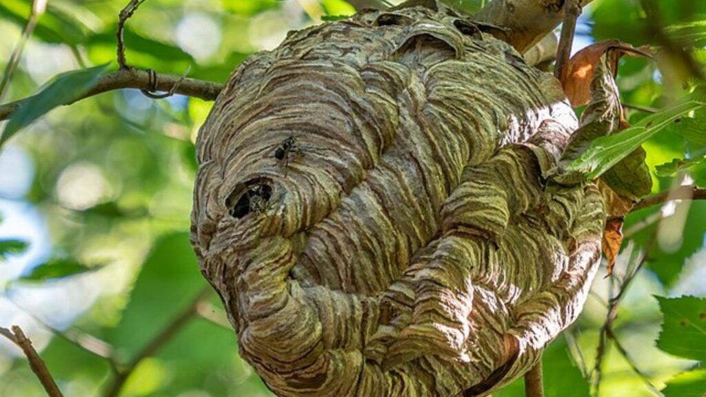 コガタスズメバチの巣