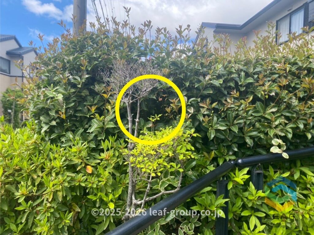 庭木 蜂 出入り 神戸市西区