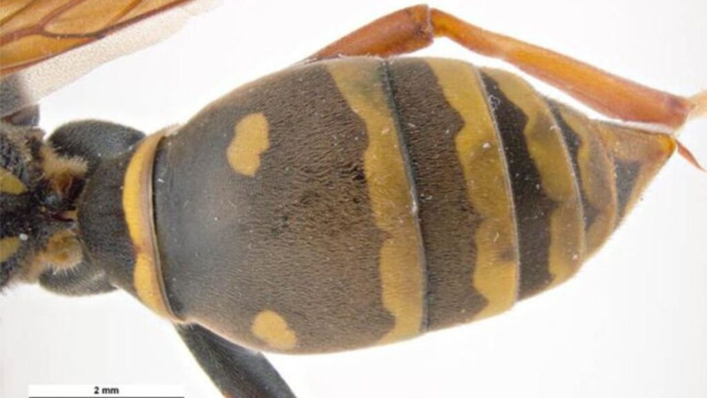 フタモンアシナガバチの腹部の二紋模様