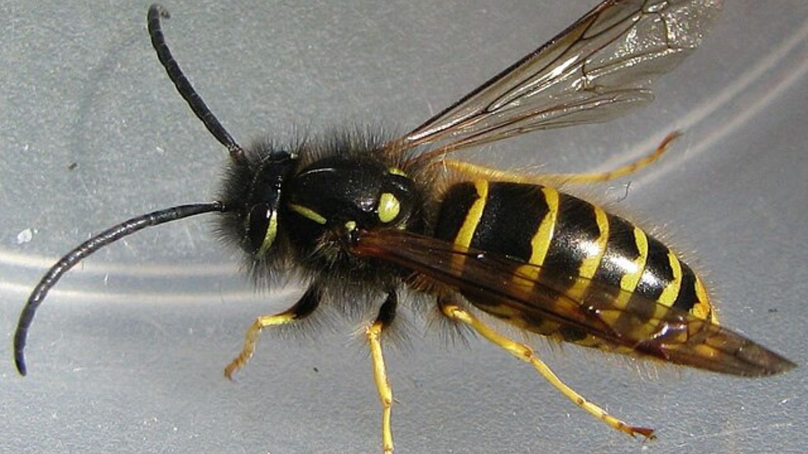 クロスズメバチの成虫