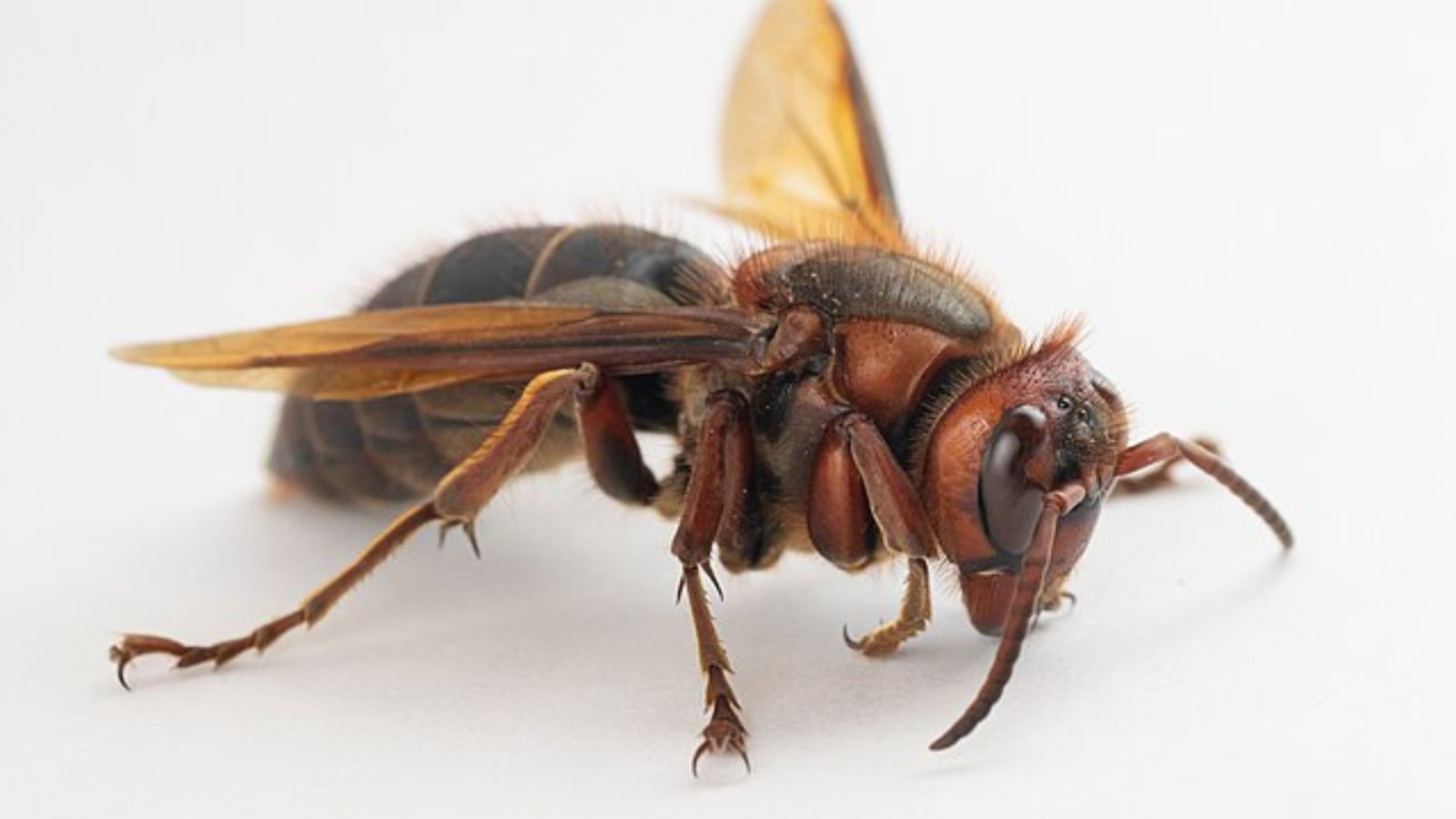 チャイロスズメバチの成虫