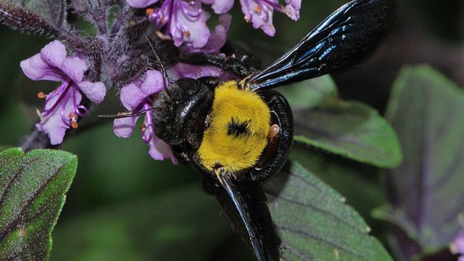 クマバチの成虫
