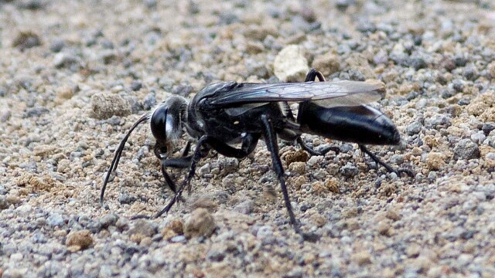 アナバチの成虫