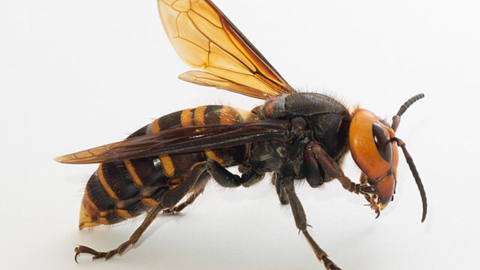 オオスズメバチの成虫