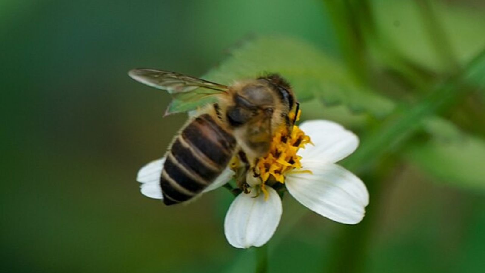 ニホンミツバチの成虫