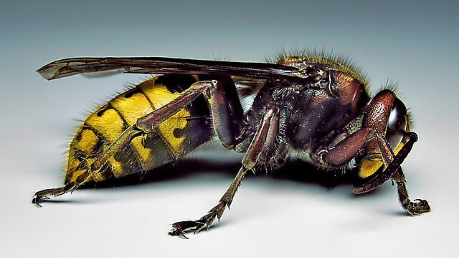 モンスズメバチの成虫