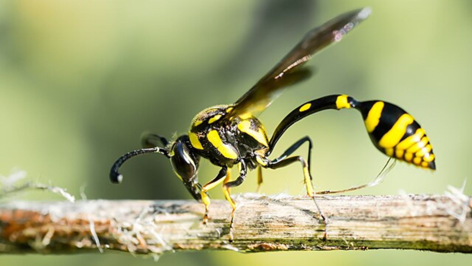 ドロバチの成虫