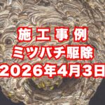 明石市の戸建て住宅で行ったミツバチ駆除施工事例｜2026年4月3日