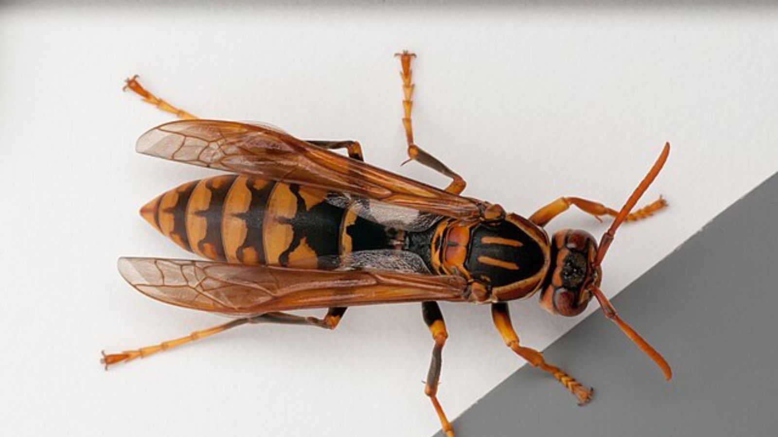 セグロアシナガバチの成虫