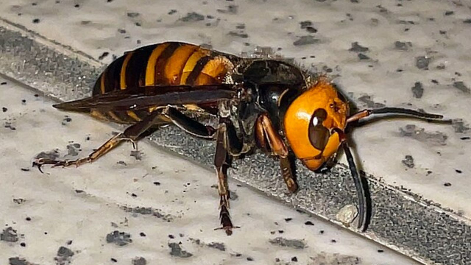 コガタスズメバチの成虫