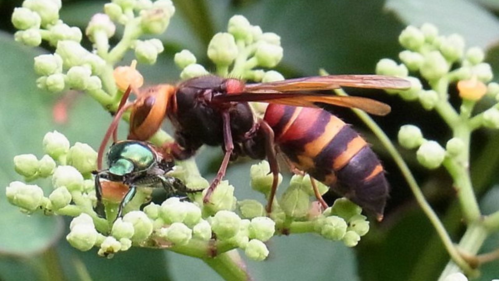 ヒメスズメバチの成虫