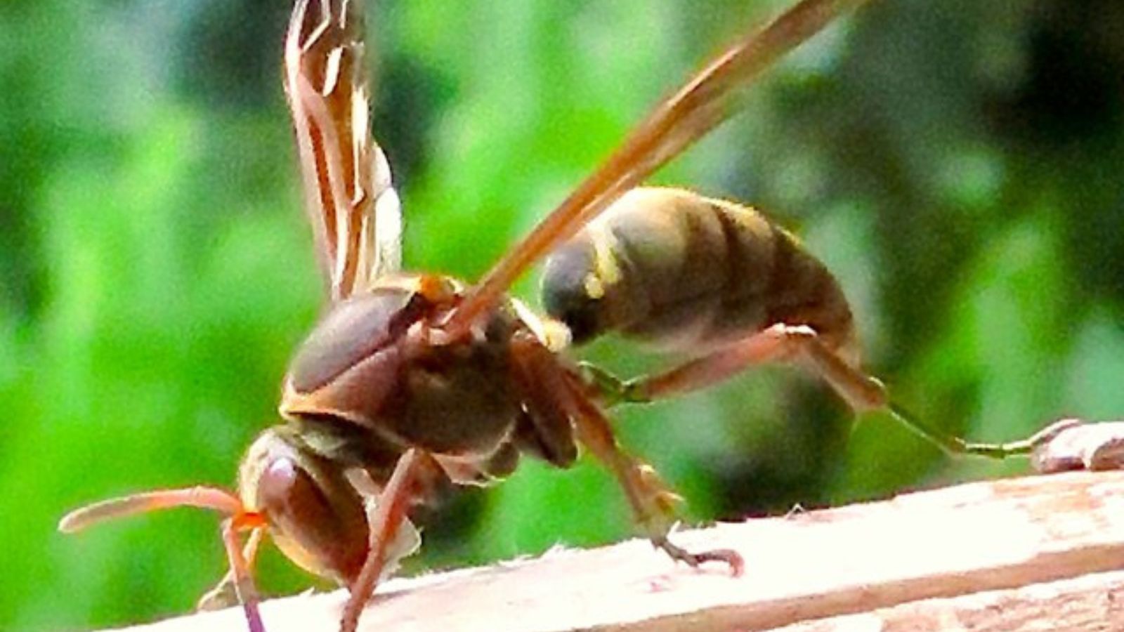 コアシナガバチの成虫