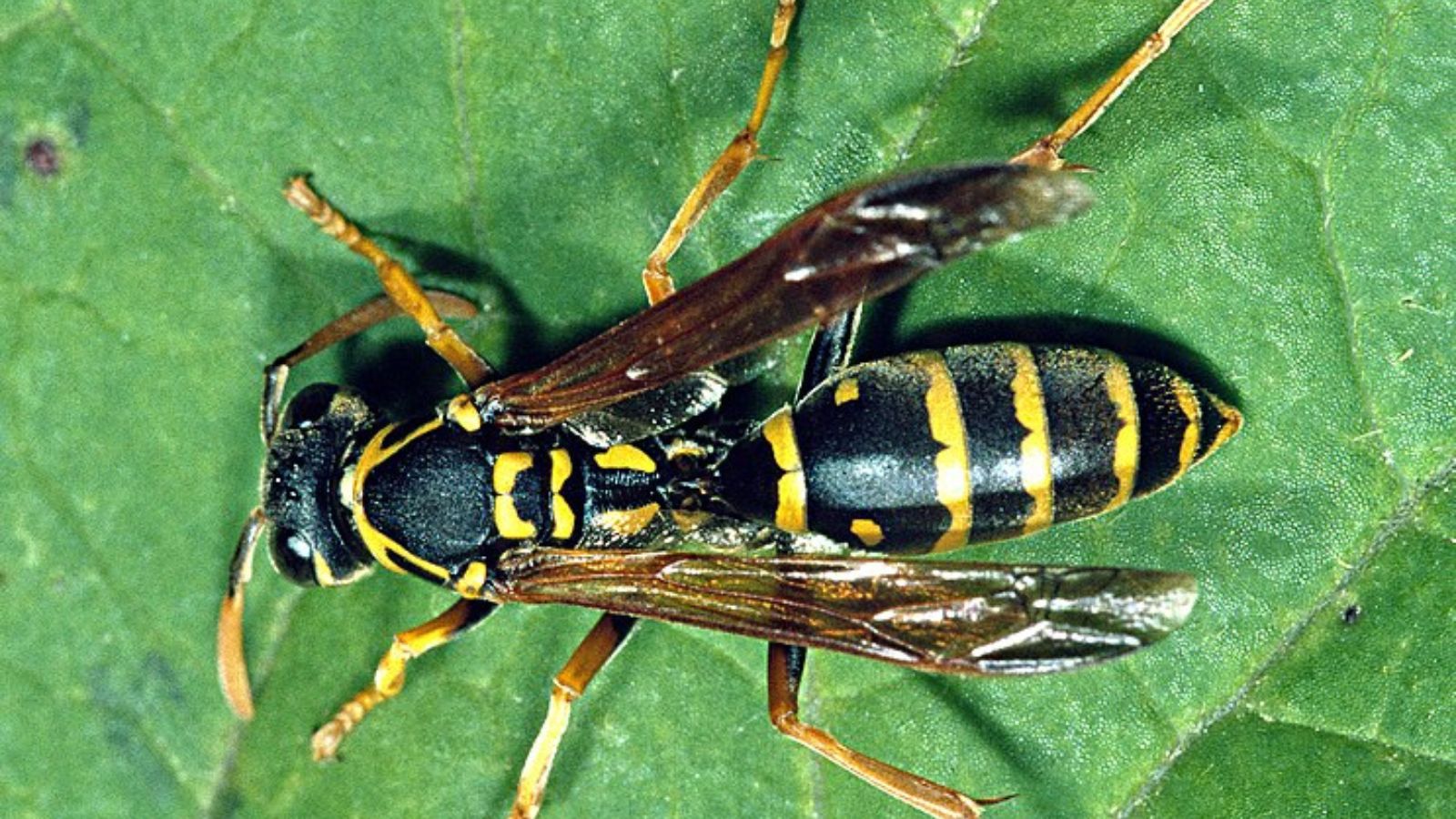 フタモンアシナガバチの成虫