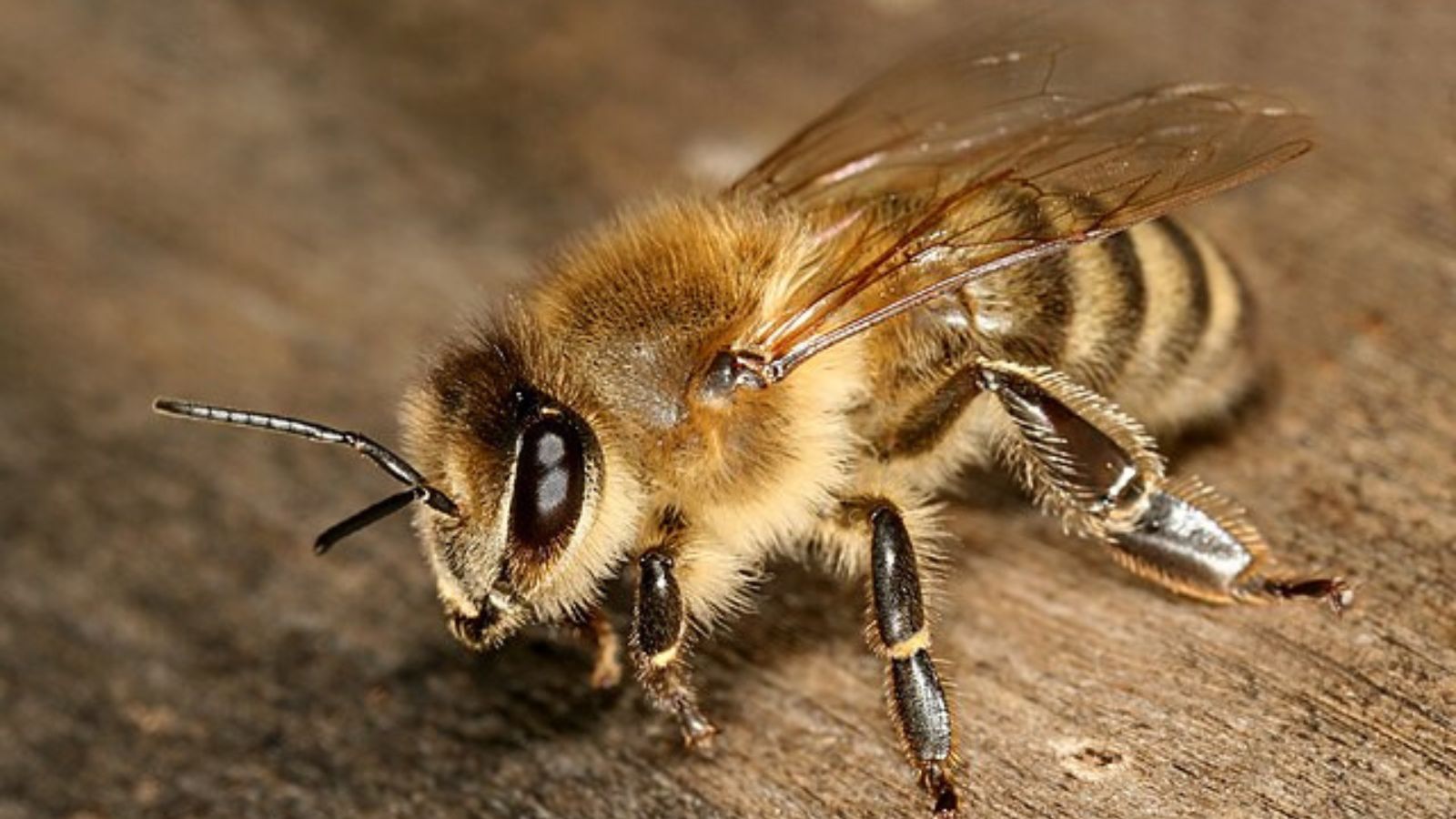 セイヨウミツバチの成虫