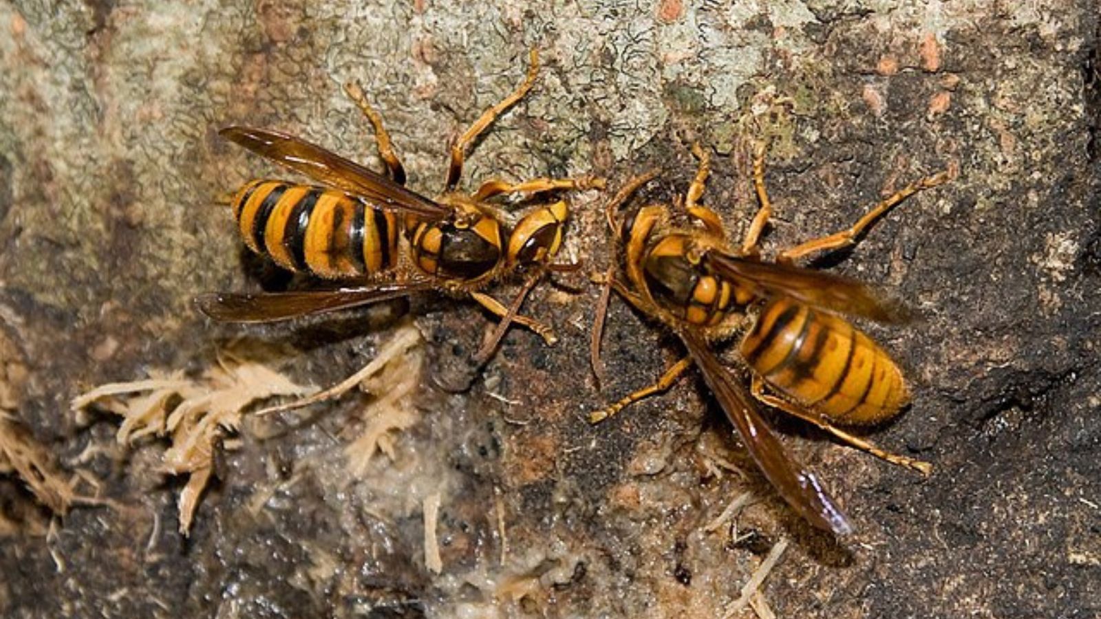 キイロスズメバチの成虫