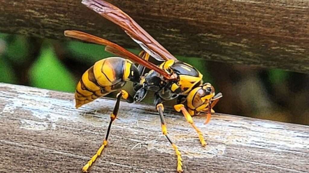 キアシナガバチの成虫（黄色い脚が特徴）