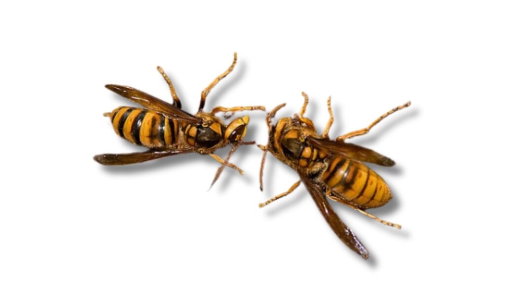 キイロスズメバチの成虫（鮮やかな黄色）