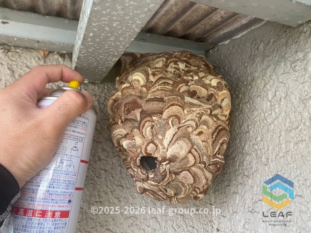 スズメバチ 古巣 薬剤注入