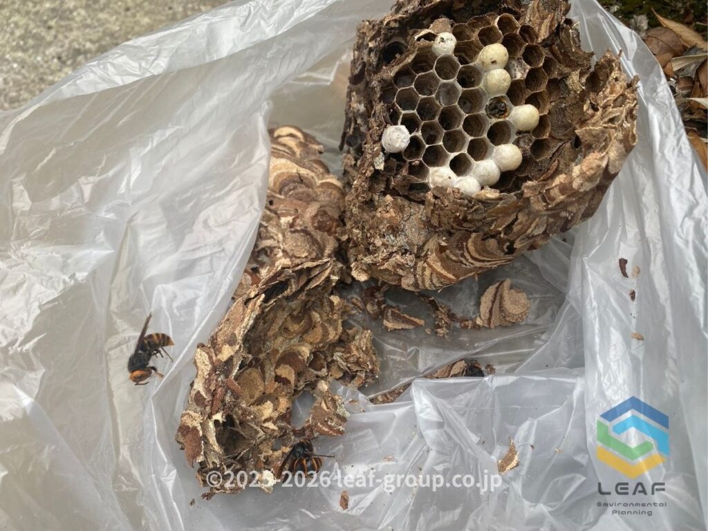 撤去したスズメバチ古巣と死骸