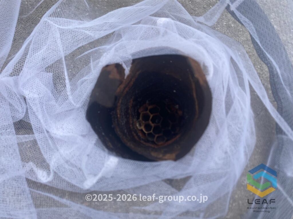 コガタスズメバチ 初期巣 古巣