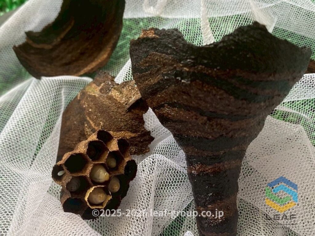 撤去したコガタスズメバチの巣と巣房内の幼虫