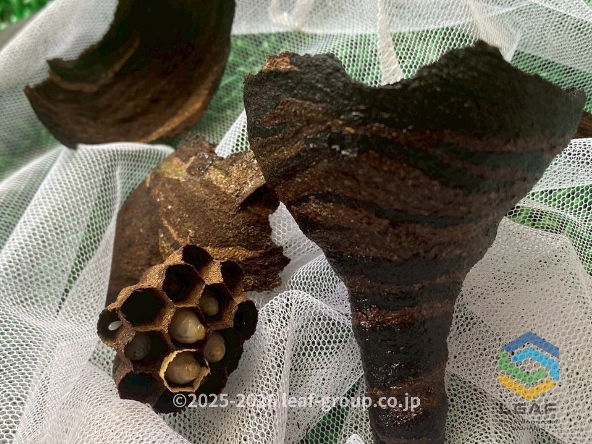 芦屋市南宮町｜駆除したコガタスズメバチの巣の内部