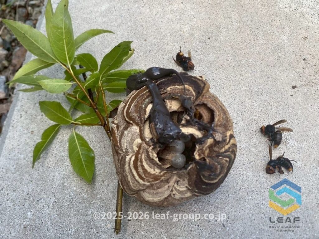 撤去したコガタスズメバチの巣