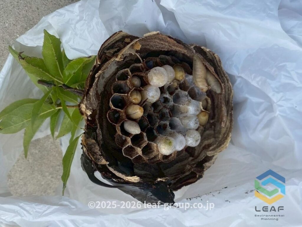 コガタスズメバチの巣房と羽化前の幼虫