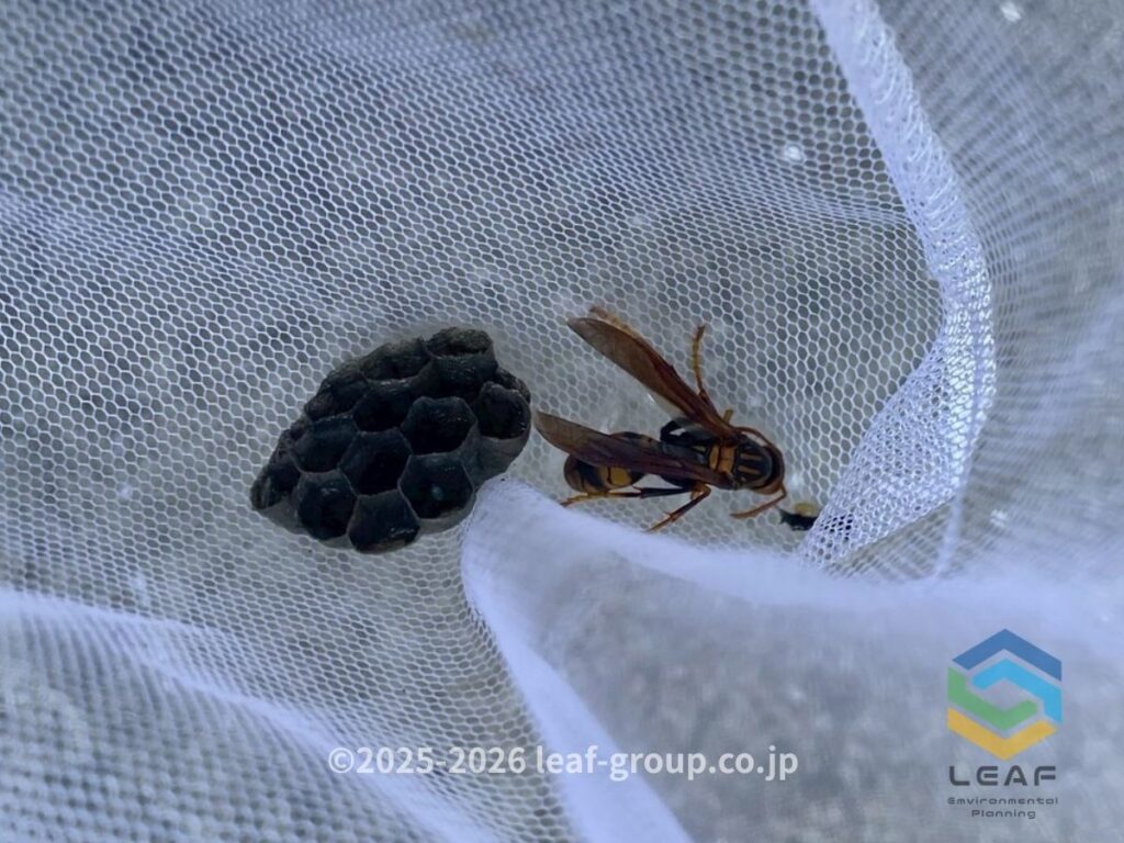 駆除したセグロアシナガバチの巣と女王バチ
