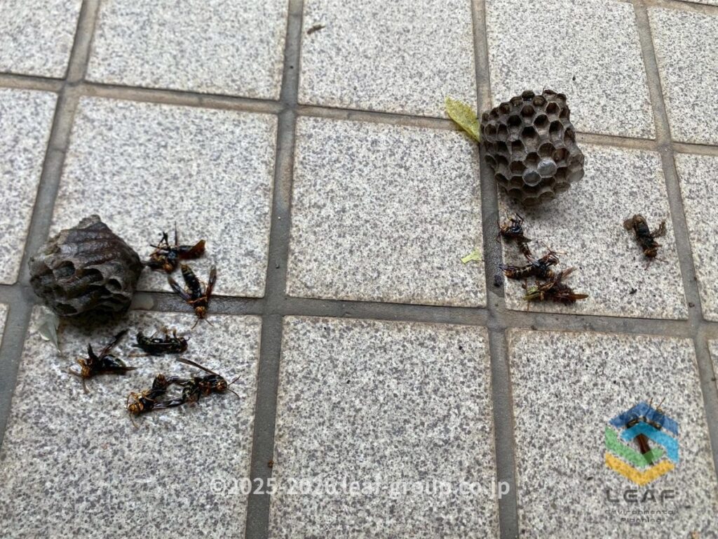 撤去した2つのセグロアシナガバチの巣