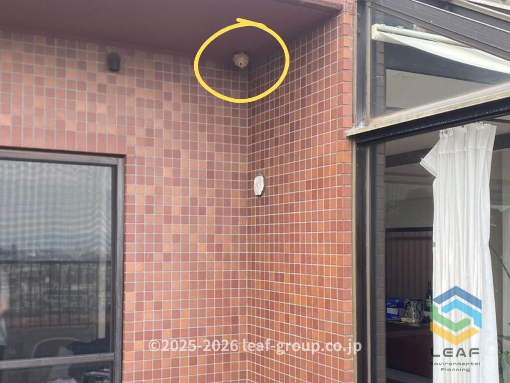 神戸市東灘区岡本のマンション11階バルコニーに営巣したキイロスズメバチ