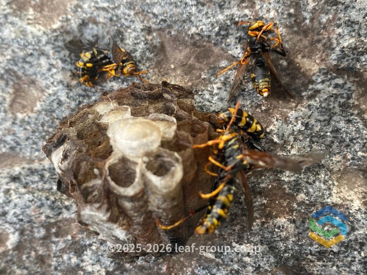 神戸市兵庫区下沢通｜駆除後の巣とアシナガバチ