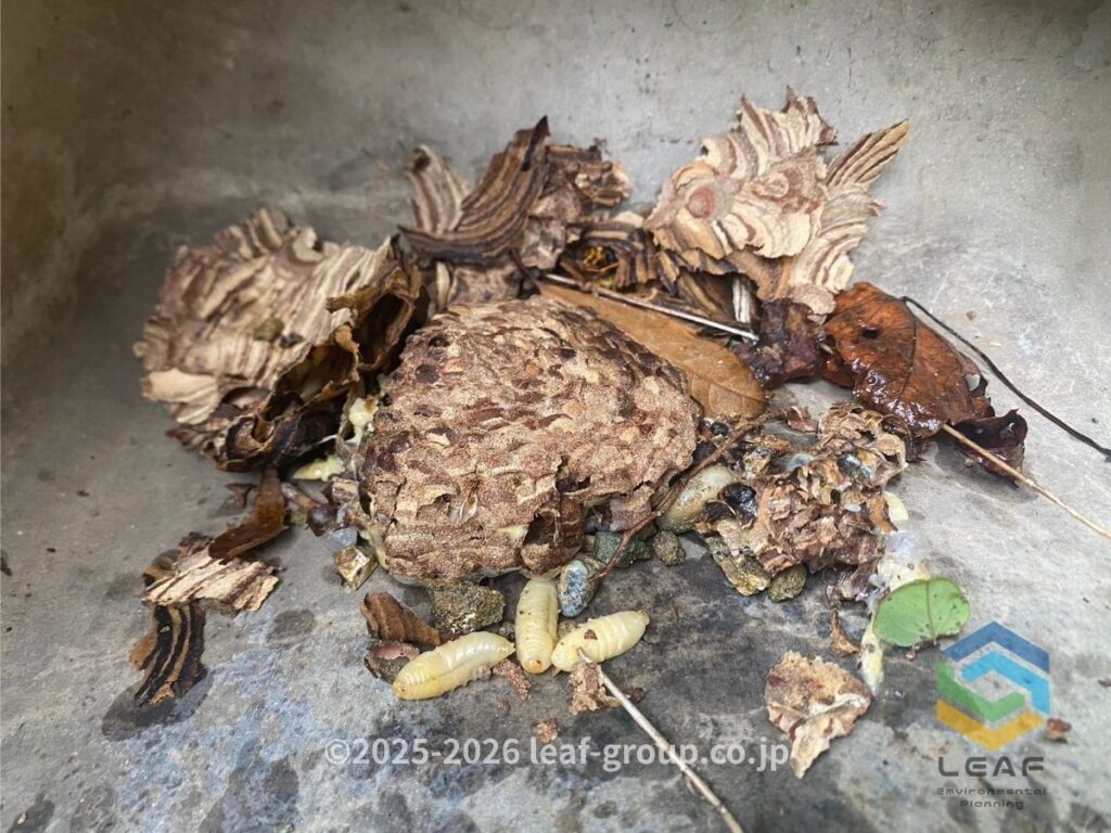 撤去したキイロスズメバチの巣の残骸