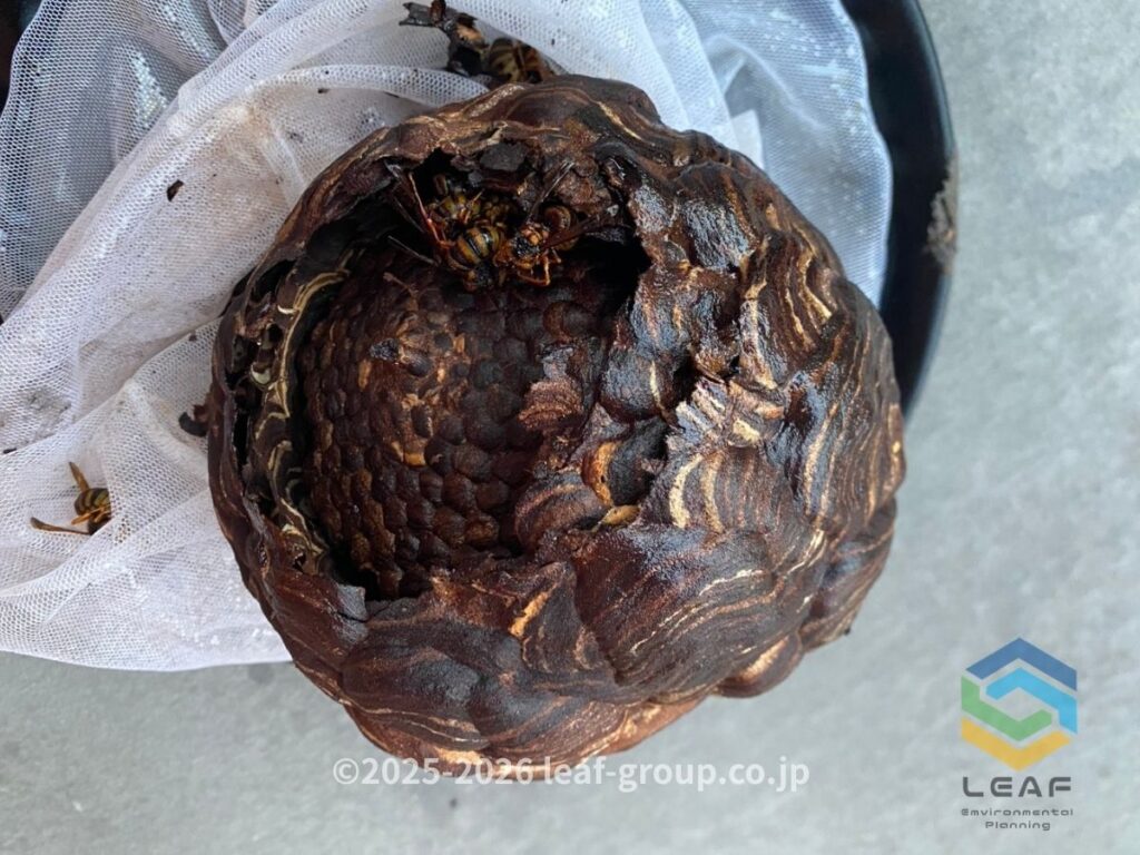 駆除して撤去したキイロスズメバチの巣