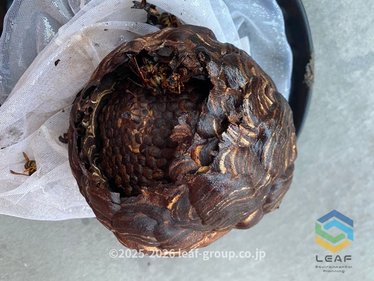 神戸市灘区鶴甲｜駆除後の巣