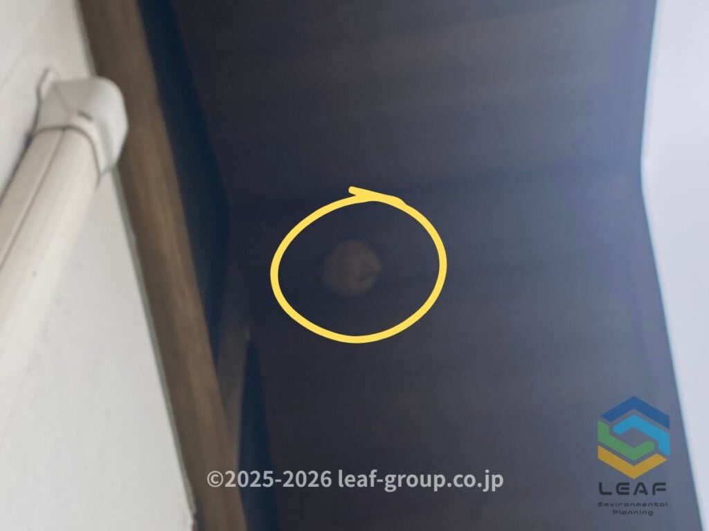 2階軒下に作られたキイロスズメバチの巣