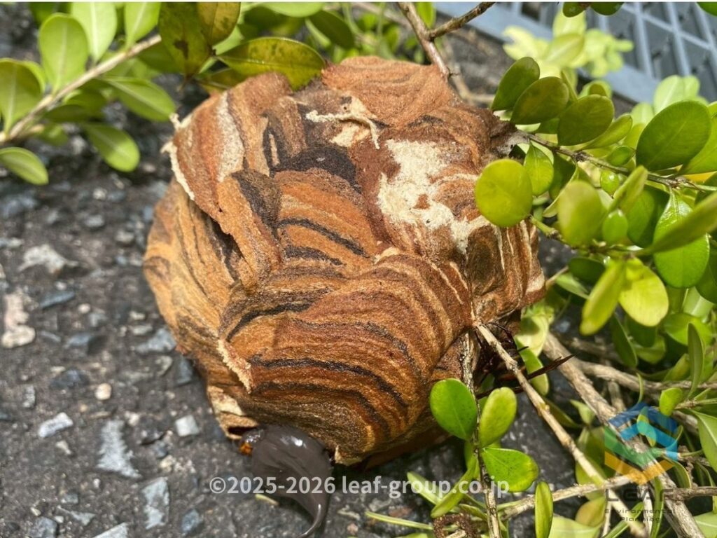 撤去したコガタスズメバチの巣