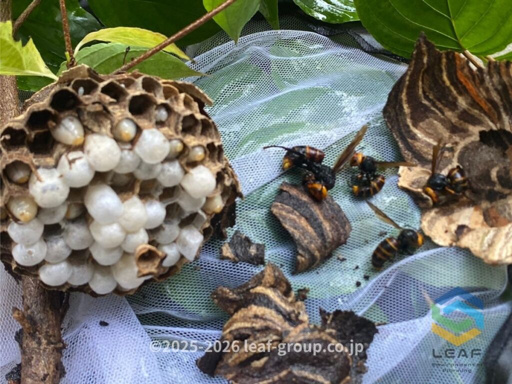 撤去したコガタスズメバチの巣